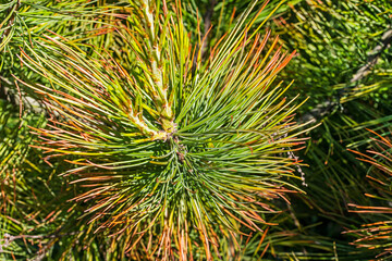 Naklejka na ściany i meble close-up of red cedar pine needles. Treatment and diseases of coniferous trees