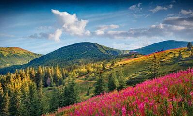 Astonishing summer scene of mountain valley with pink flowers. Bright morning view of Carpathian...