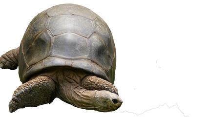 Aldabra giant tortoise (Aldabrachelys gigantea) on Transparent background PNG