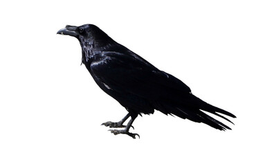 American crow (Corvus brachyrhynchos) on Transparent background PNG 