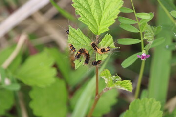Tussock moth caterpillars eating raspberry leaves