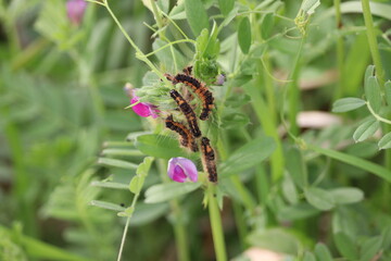 Tussock moth caterpillars eating vetch