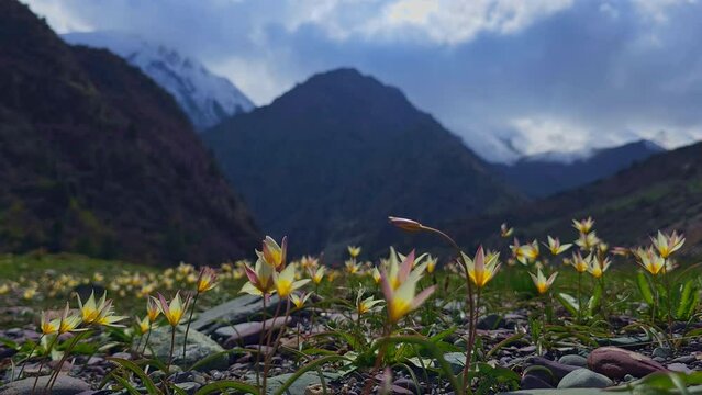 Tulipa biflora or Liriopogon biflorum tulip swaying wind in Kyrgyzstan mountains at sunny spring day . These species of tulip are native to Central Asia.