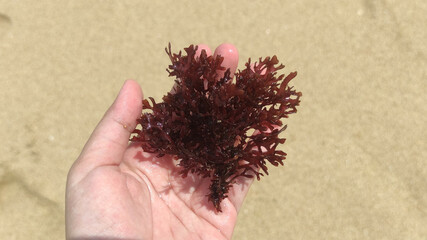 Seaweed on the sand