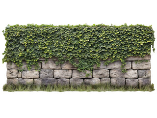 An old stone wall covered in ivy and foliage on a transparent background. Rustic weathered stone wall PNG.