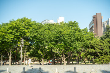 서울 공원 나무