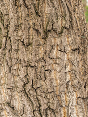 The texture of the bark of an old willow. Detailed bark texture. Natural background
