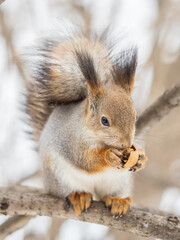 The squirrel with nut sits on tree in the winter or late autumn