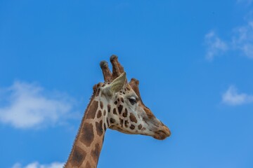 Une girafe la tête dans les nuages 