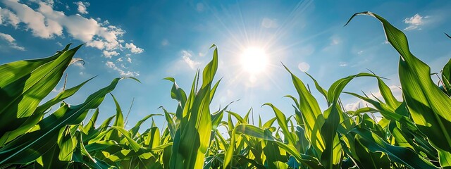 Corn field and sky with beautiful clouds, Generative AI,