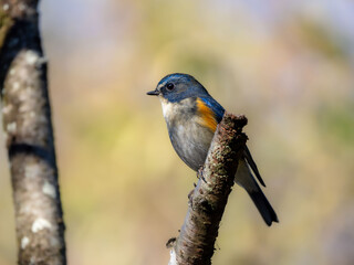 森の中で枯れ木に留まっているルリビタキの雄