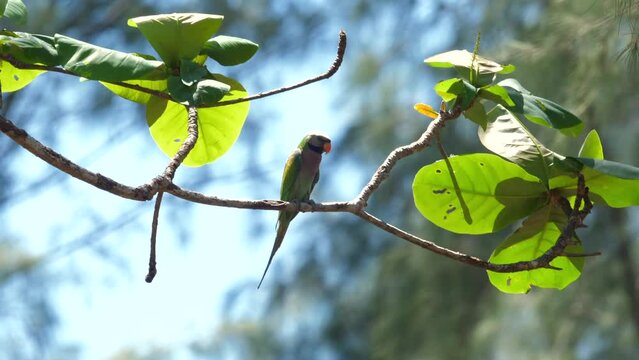 Colorful parrot perched gracefully on lush tree branch in tropical forest setting, showcasing wildlife habitat and bird watching opportunities. Natural wildlife and biodiversity.