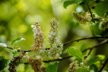 Frühlingserwachen: Zarte Weidenkätzchen im Sonnenlicht