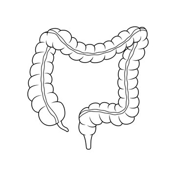 recommend clip art: Colon intestine line art vector isolated on white background.
