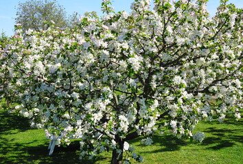 Apple blossom in Welzow in April