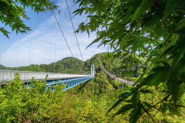 茨城県常陸太田市　鯉のぼり舞う竜神大吊り橋