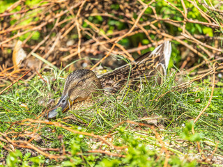 Duck hatching ducklings. Duck nest
