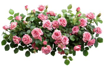 pink rose bush, on a transparent background