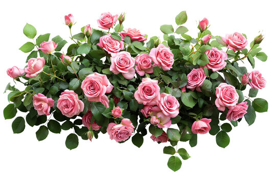 pink rose bush, on a transparent background