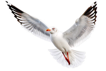 a white bird with red beak and wings