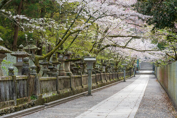 Kotohira, Kagawa, Japan - April 7 2024 : Torii Gate of Konpira Shrine ( aka Konpira-san or Kotohira-Gu ). Cherry blossoms bloom along the Sando visiting path in the spring. 