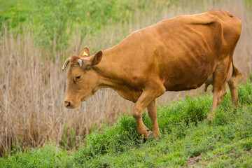 Landscape with beautiful nature in the village in the Republic of Moldova. Country life in Eastern Europe.