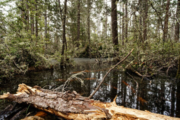 Pygmy Forest Swamp at Van Damme State Park, Little River, CA