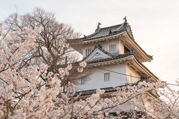 Fototapeta premium Marugame Castle with cherry blossoms in full bloom in the spring. Kagawa, Japan.