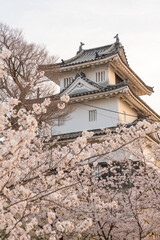 Marugame Castle with cherry blossoms in full bloom in the spring. Kagawa, Japan.