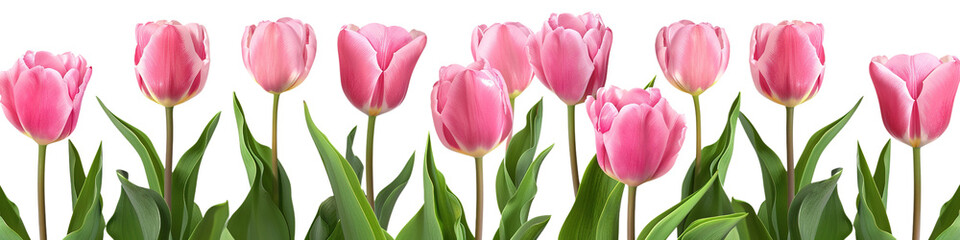 pink tulip bushes on a transparent background