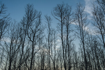 Obraz premium evening tree silhouette