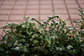 European heliotrope or European turn-sole (Heliotropium europaeum) with a pavement bricks in the background