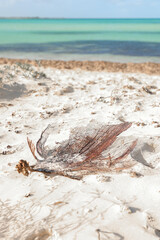 Piece of dead coral on the white sand of the beach Cuba Caya Coco