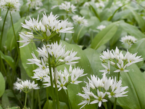 closeup on white flowers of ramsons wild garlic blooming in a forest