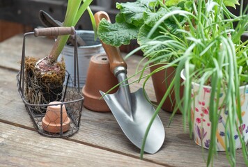 plant and flowerpot with shovel on wooden table in terrace