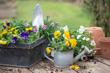 beautiful and colorful spring flowers of carnation and violas  in  a decorative metal flowerpots  in garden