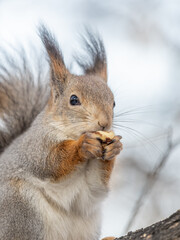 The squirrel with nut sits on tree in the winter or late autumn