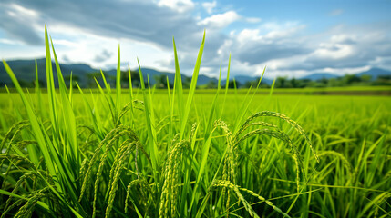 Obraz premium Beautiful rice plants in gorgeous paddy field on organic farm.