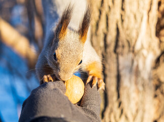 Squirrel eats nuts from a man's hand. Caring for animals in winter or autumn.
