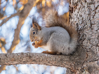 The squirrel with nut sits on tree in the winter or late autumn
