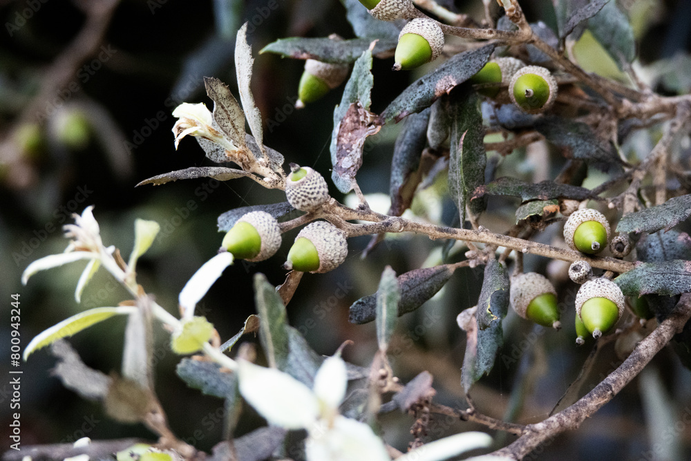 Wall mural leaves and acorn of Evergreen oak or holly oak or holm oak (Quercus ilex) isolated on a natural background