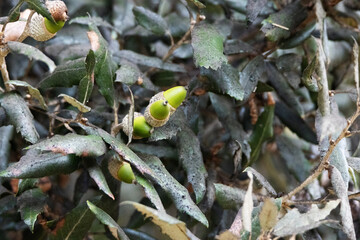 leaves and acorn of Evergreen oak or holly oak or holm oak (Quercus ilex) isolated on a natural...