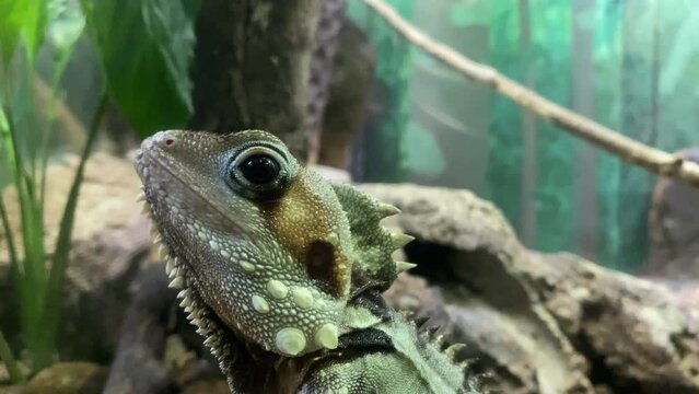 Boyd's Forest Dragon Close up Shaking Head