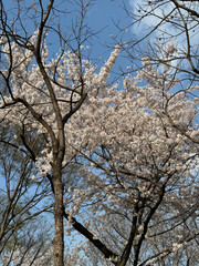 korea cherry blossom nature attraction white pink