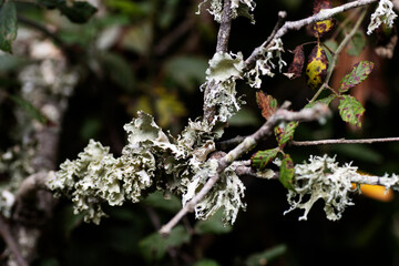 Lichen growing on dead branch isolated on a natural background