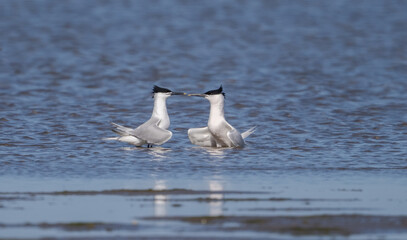 The couple of sandwich terns on the water