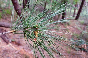 maritime pine tree needles detail