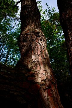 detail of a broken bark of a tree