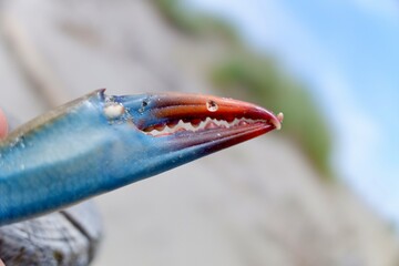 Blue crab claws detail on a seashore