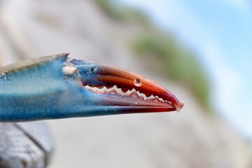 Blue crab claws detail on a seashore